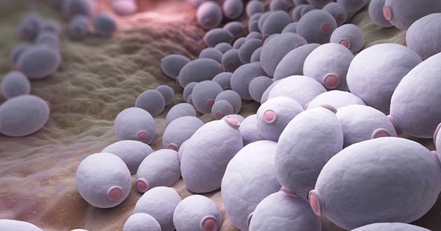 Kandida uzroci, simptomi, lečenje