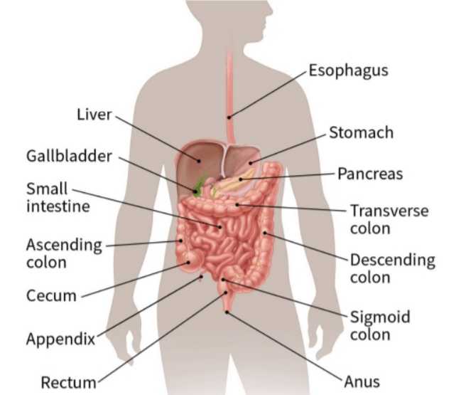digestive system - digestive surgery