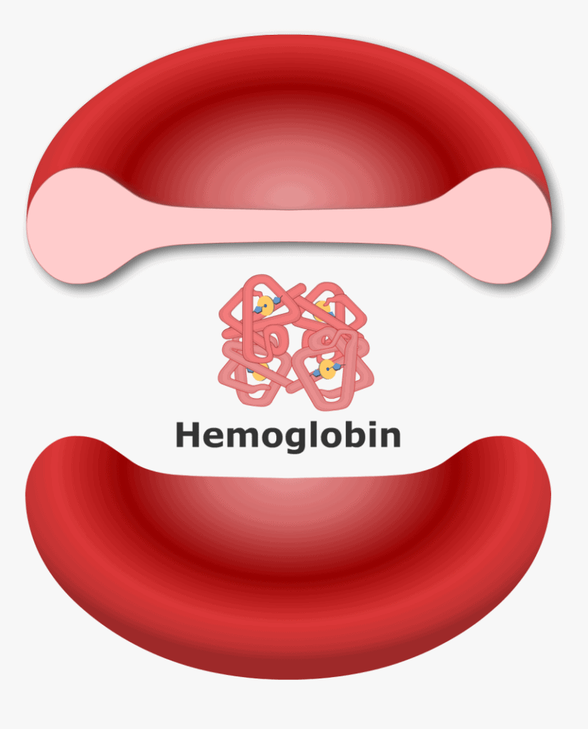 Hemoglobin